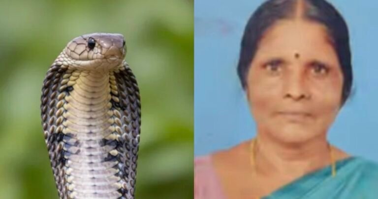 സംസ്ഥാനത്ത് വീണ്ടും പാമ്പുകടിയേറ്റ് മരണം; കുട്ടനാട്ടിൽ വീട്ടമ്മയ്ക്ക് ദാരുണാന്ത്യം