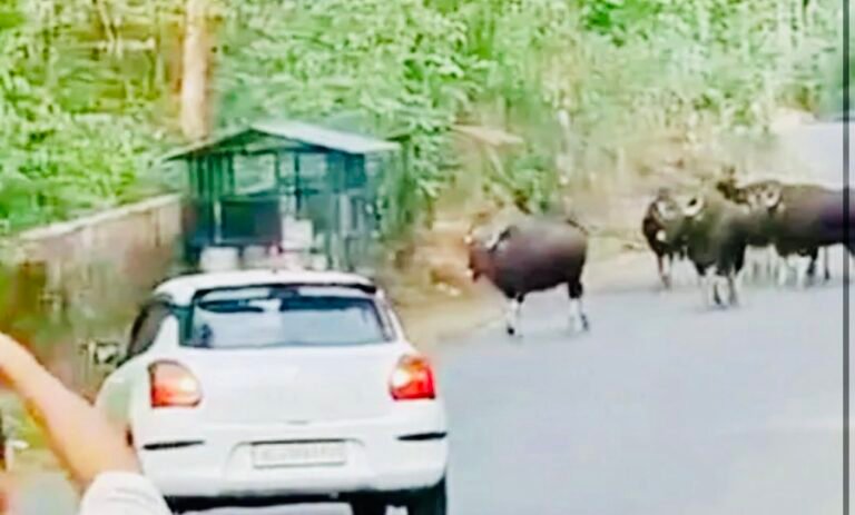 കോളയാട് അന്തസ്സംസ്ഥാന പാതയിൽ കാട്ടുപോത്തിൻകൂട്ടം; ഗതാഗതം തടസ്സപ്പെട്ടു