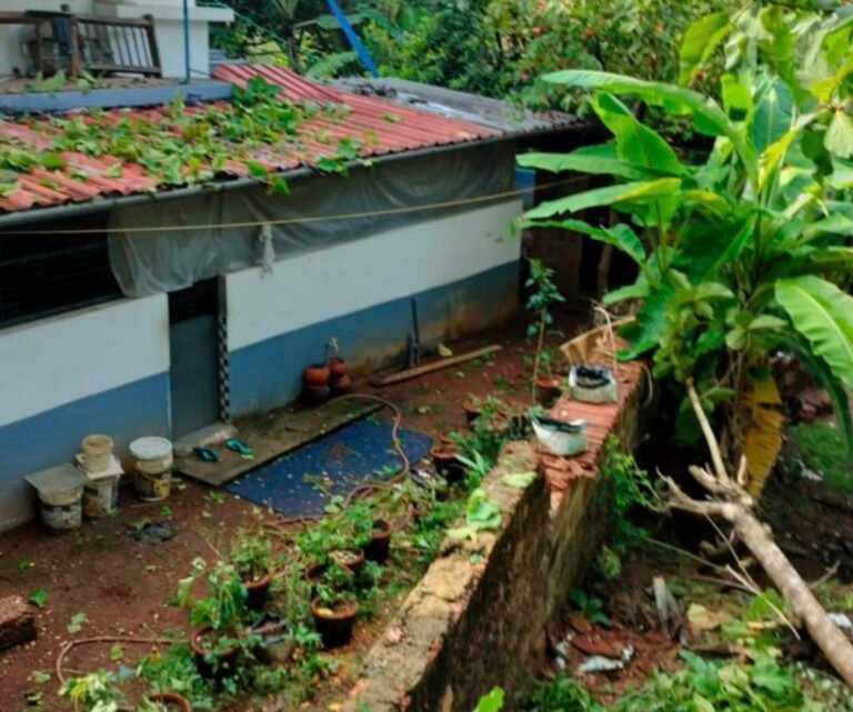 കൊളച്ചേരിപ്പറമ്പിൽ കാറ്റിലും മഴയിലും മരം വീണ് വീടിന് നാശം; ഭീഷണിയായി കൂറ്റൻ തേക്ക് മരങ്ങൾ